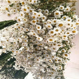 Obbty Real Natural Dried White Cineraria Flower Bouquet More Than 60 Flower Heads Dry Roses Wedding Flower Arrangement Decoration