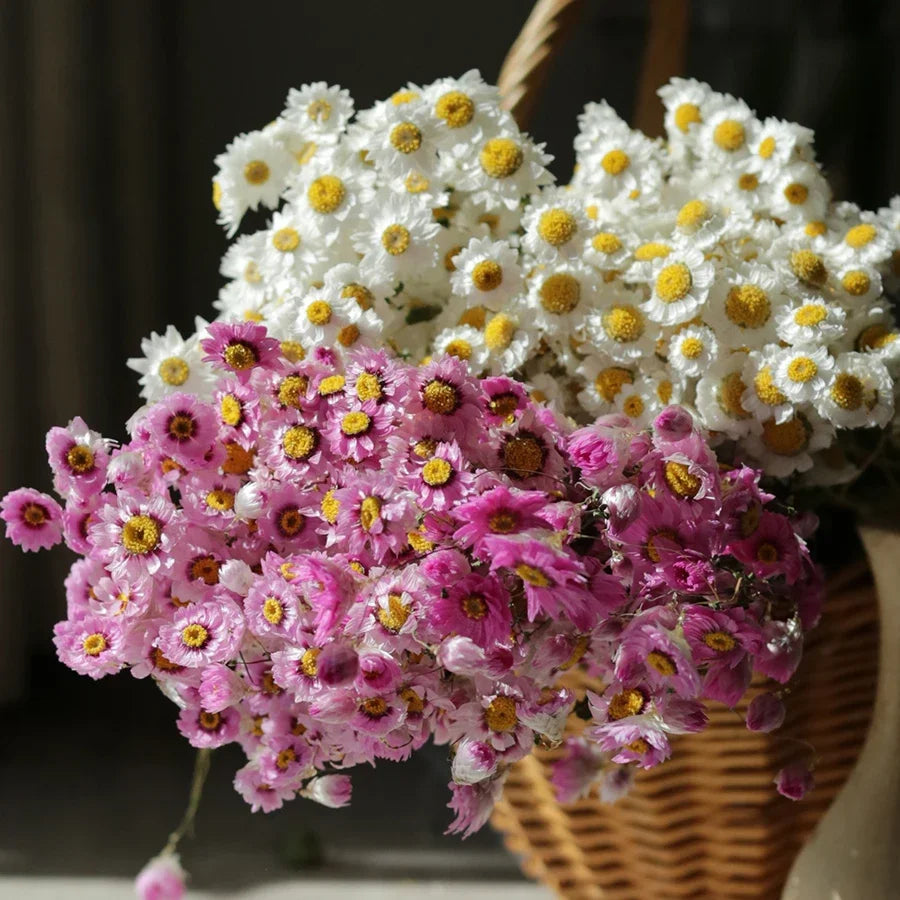 Obbty Real Natural Dried White Cineraria Flower Bouquet More Than 60 Flower Heads Dry Roses Wedding Flower Arrangement Decoration