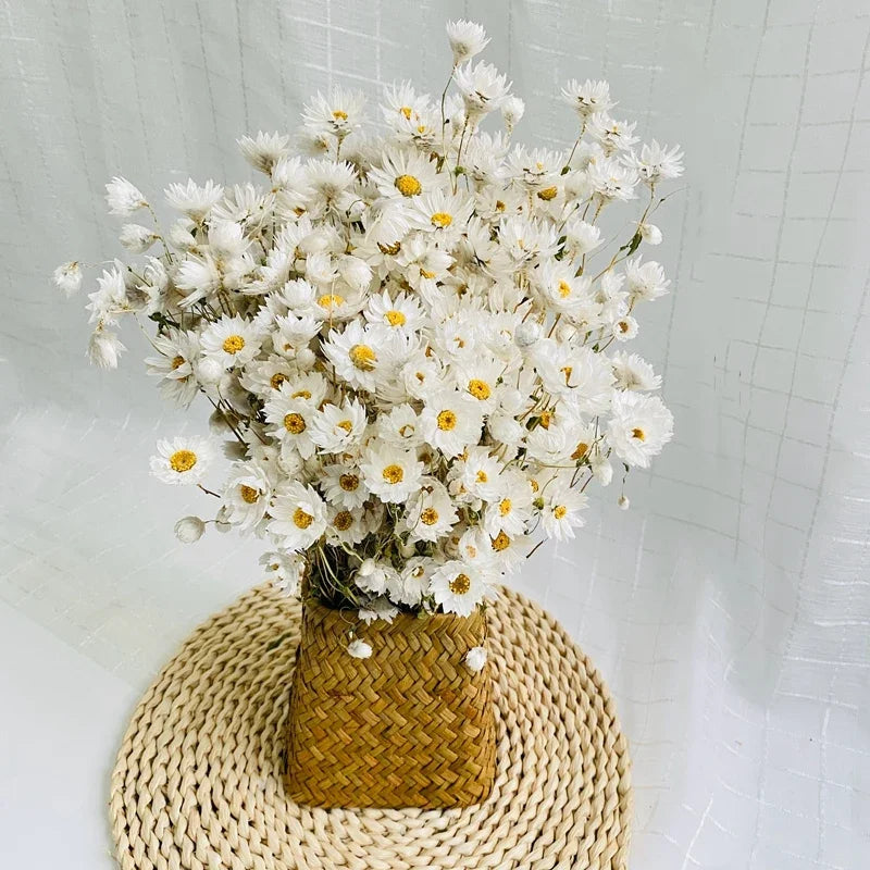 Obbty Real Natural Dried White Cineraria Flower Bouquet More Than 60 Flower Heads Dry Roses Wedding Flower Arrangement Decoration