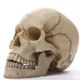 Obbty 1:1 Human Head Skull Statue for Home Decor Resin Figurines Halloween Decoration Sculpture Medical Teaching Sketch Model Crafts