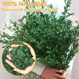 Obbty 1000+ Small Preserved Real Eucalyptus Leaves,100% Natural Dried Eucalyptus,Confetti,Flower Girl Petal,Bridal Showers,Party Decor