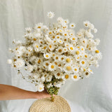 Obbty Real Natural Dried White Cineraria Flower Bouquet More Than 60 Flower Heads Dry Roses Wedding Flower Arrangement Decoration