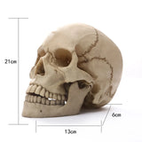 Obbty 1:1 Human Head Skull Statue for Home Decor Resin Figurines Halloween Decoration Sculpture Medical Teaching Sketch Model Crafts