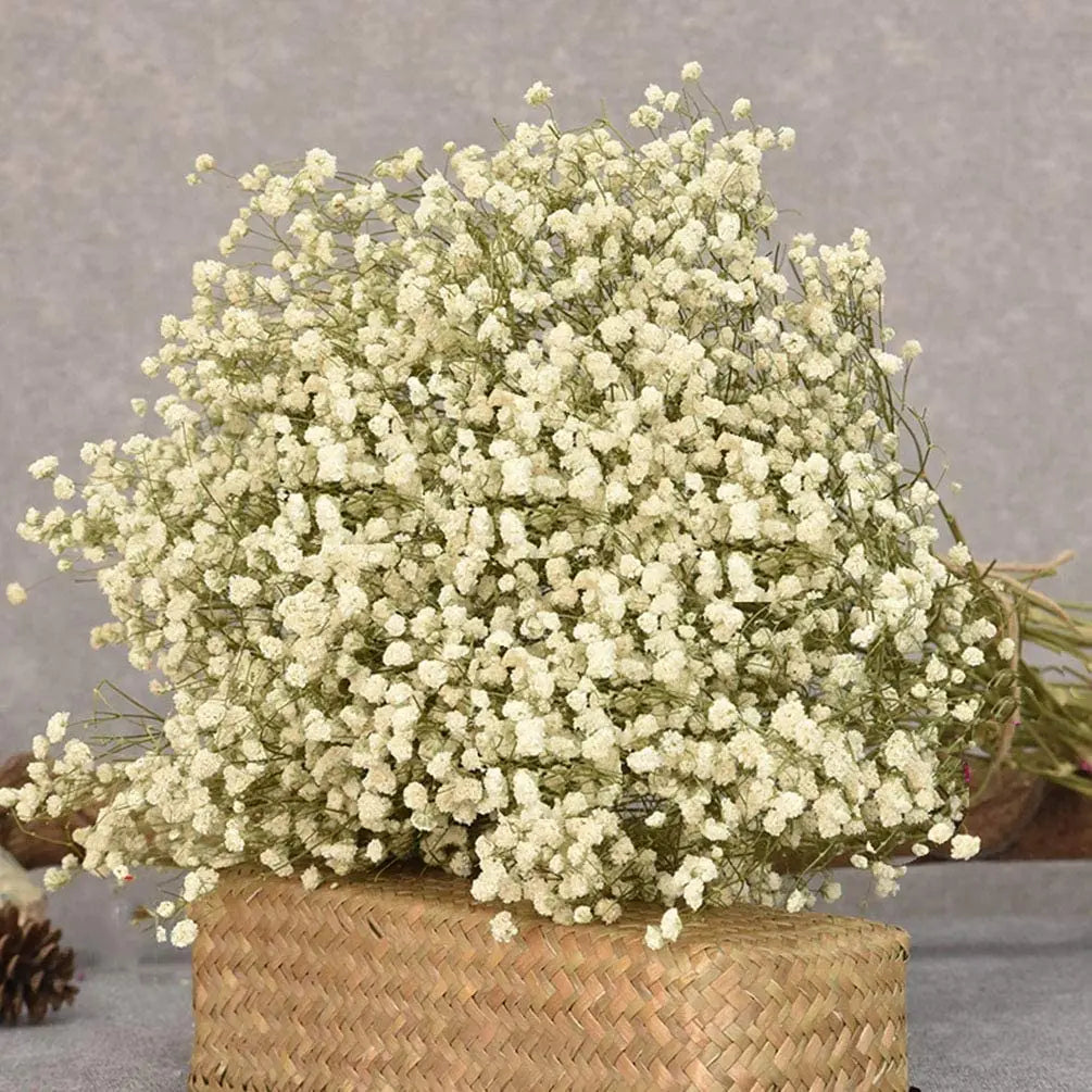 Obbty White Natural Dried Gypsophila Baby's Breath Dried Flowers Gypsophila Arrangement Home Decoration Wedding Table Decor Floral DIY