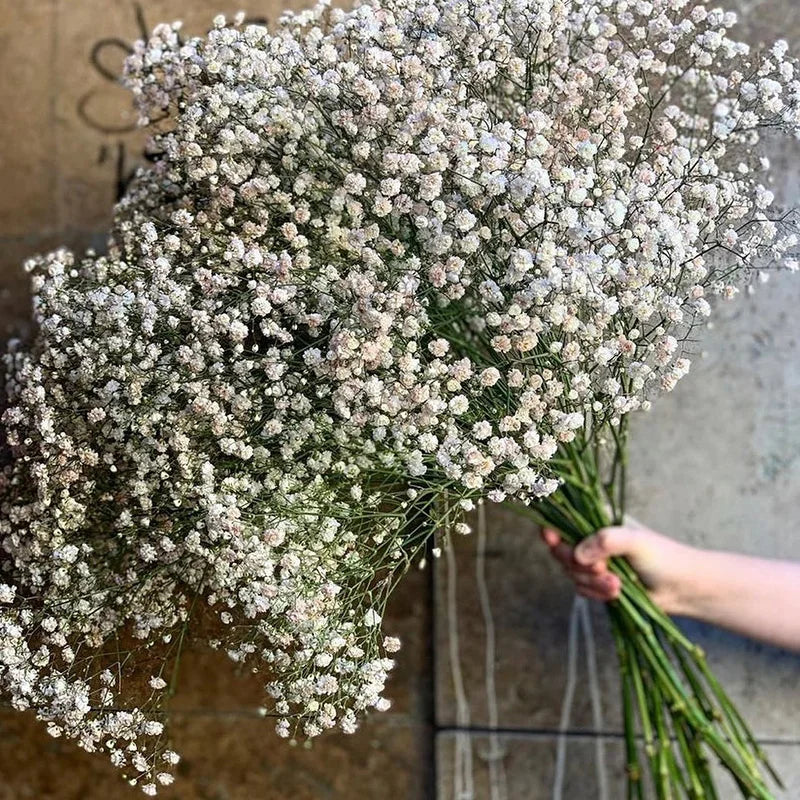 Obbty White Natural Dried Gypsophila Baby's Breath Dried Flowers Gypsophila Arrangement Home Decoration Wedding Table Decor Floral DIY