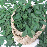 Obbty 1000+ Small Preserved Real Eucalyptus Leaves,100% Natural Dried Eucalyptus,Confetti,Flower Girl Petal,Bridal Showers,Party Decor