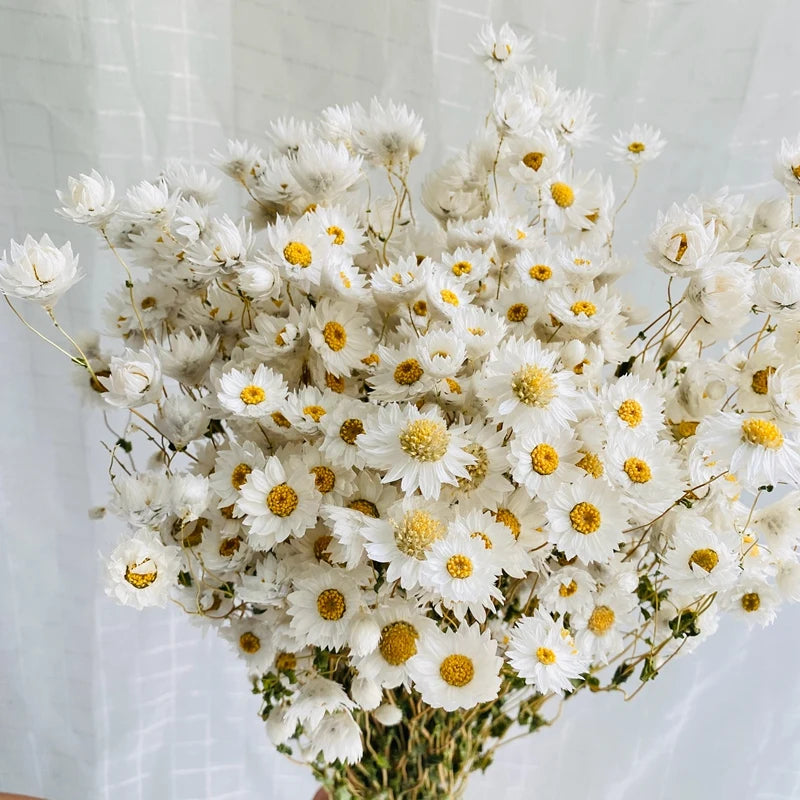 Obbty Real Natural Dried White Cineraria Flower Bouquet More Than 60 Flower Heads Dry Roses Wedding Flower Arrangement Decoration