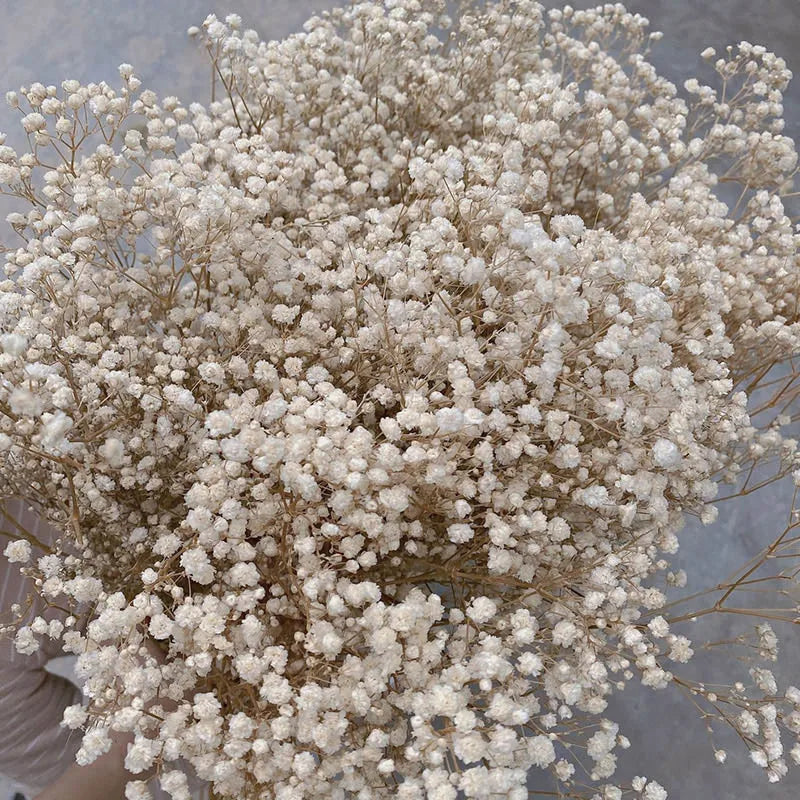 Obbty White Natural Dried Gypsophila Baby's Breath Dried Flowers Gypsophila Arrangement Home Decoration Wedding Table Decor Floral DIY