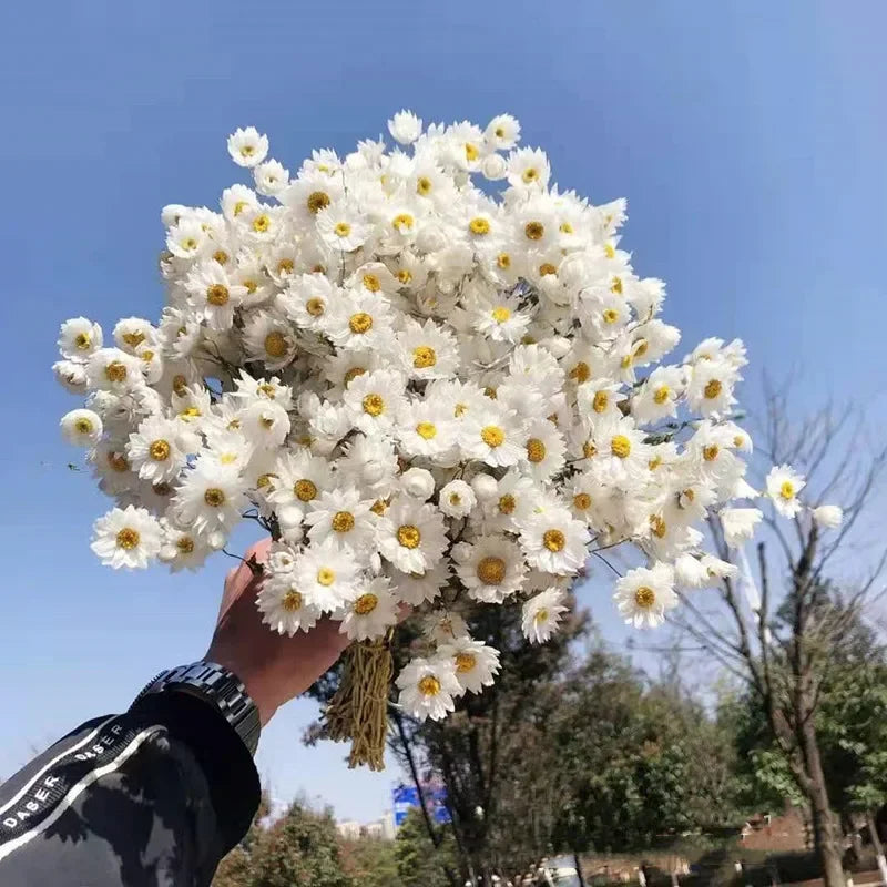 Obbty Real Natural Dried White Cineraria Flower Bouquet More Than 60 Flower Heads Dry Roses Wedding Flower Arrangement Decoration