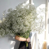 Obbty White Natural Dried Gypsophila Baby's Breath Dried Flowers Gypsophila Arrangement Home Decoration Wedding Table Decor Floral DIY