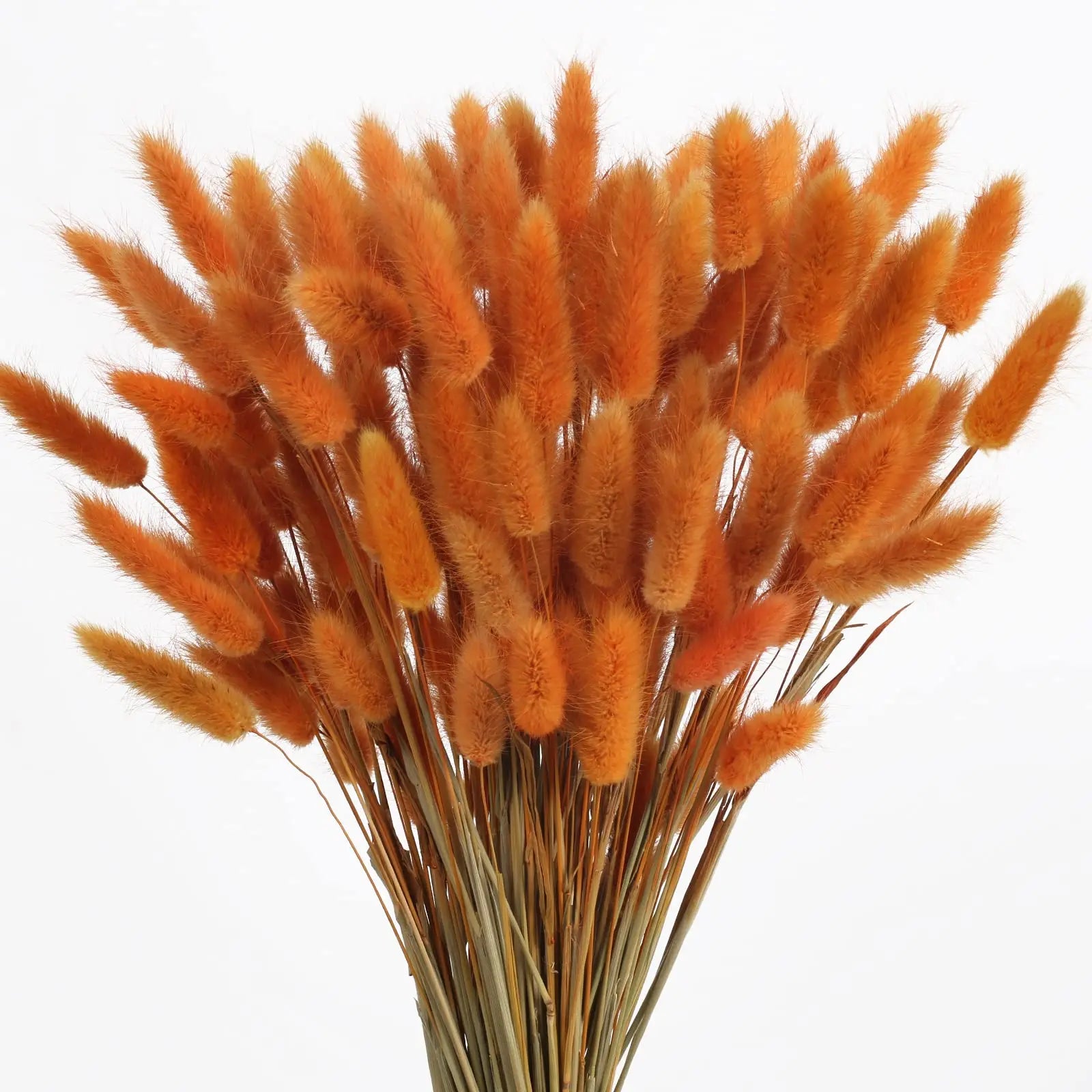 Obbty 100Pcs Mix Dried Natural Rabbit Bouquets Bunny Tail Grass Dry Lagurus Flower Pampas Grass for Party Boho Wedding Home Decoration